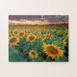 Puzzle Gisement de tournesol dans Longmont, le Colorado