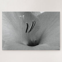 Gladioli blanc