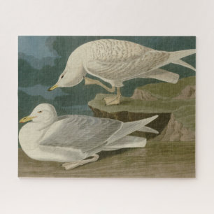 Puzzle Goéland argenté à ailes blanches Audubon Birds of