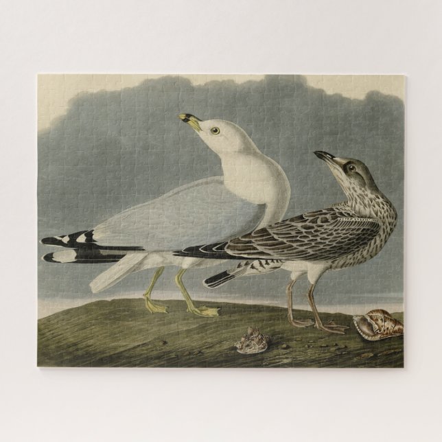 Puzzle Goéland commun américain - Les oiseaux d'Amérique  (Horizontal)