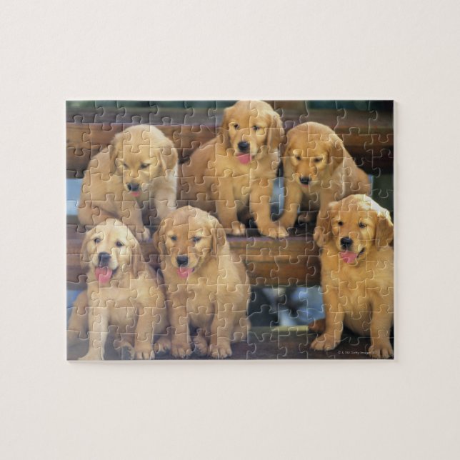 Puzzle Golden Retriever ; est relativement moderne et (Horizontal)