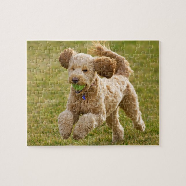 Puzzle Goldendoodle Lecture Récupérer (Horizontal)