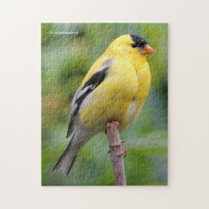 Puzzle Goldfinch américain masculin sur le bambou