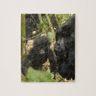 Puzzle Gorille des montagnes, adulte avec jeune