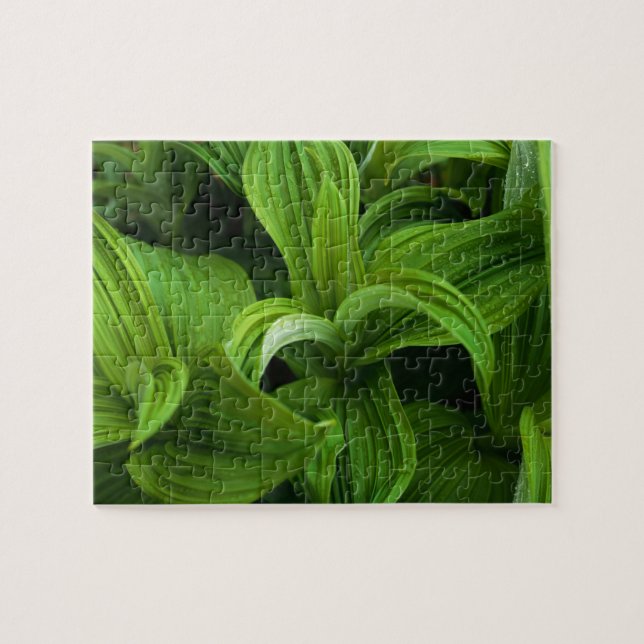 Puzzle Gouttes de rosée sur un Helabore faux (Horizontal)