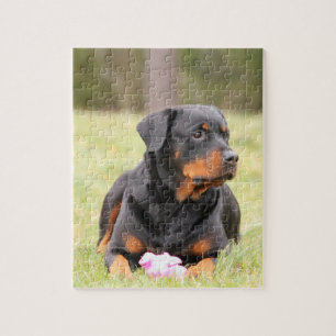 Puzzle Grand beau rottweiler