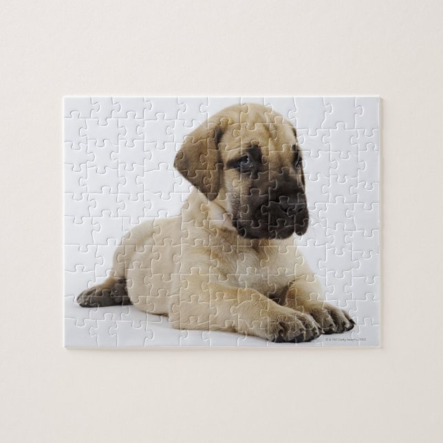Puzzle Grand chiot Dane Lying in Studio (Horizontal)