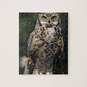 Puzzle Grand-duc d'Amérique (Bubo virginianus), corps ent
