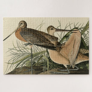 Puzzle Grand Godwit marbré - Les oiseaux d'Amérique d'Aud
