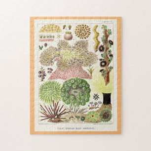 Puzzle Grande barrière de corail de l'Australie Anémones