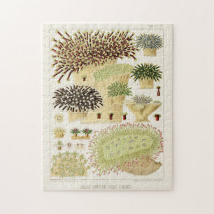 Puzzle Grande barrière vintage de corail d'Australie