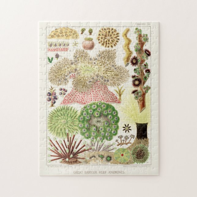 Puzzle Grande barrière vintage de l'Australie Anémones (Vertical)