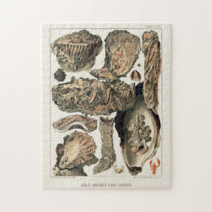 Puzzle Grande barrière vintage de l'Australie Huîtres
