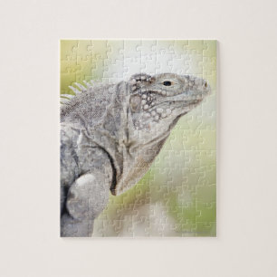 Puzzle Grande Iguana verte lézarder au soleil