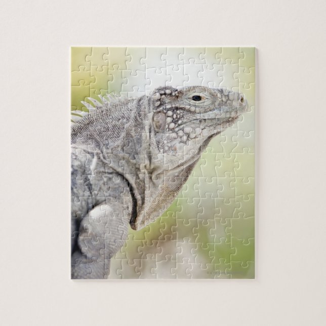 Puzzle Grande Iguana verte lézarder au soleil (Vertical)