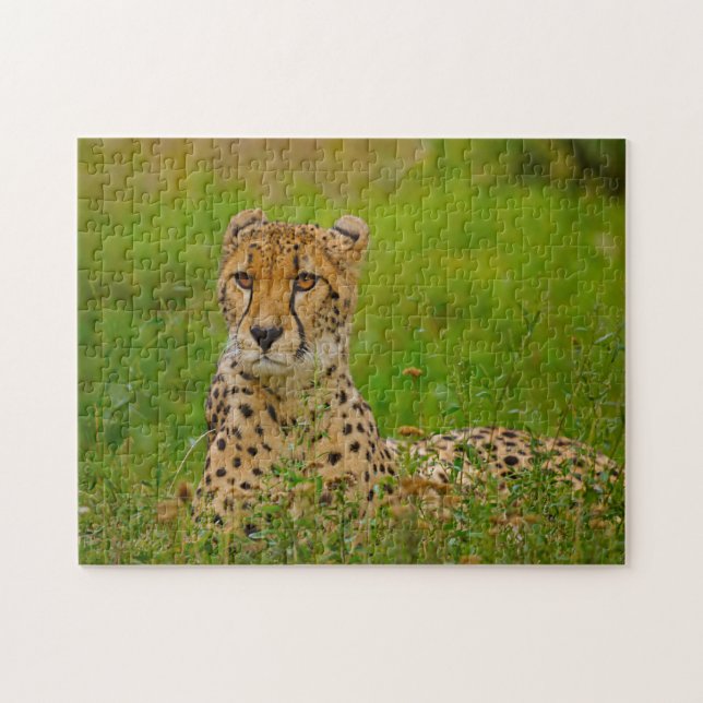 Puzzle Grands félins guépard. (Horizontal)