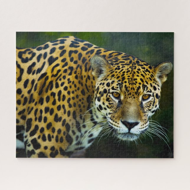 Puzzle Grands félins jaguar. (Horizontal)