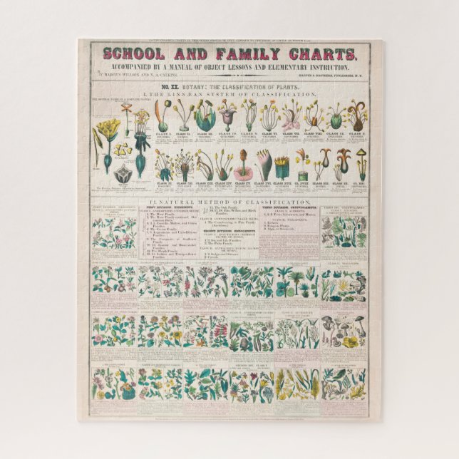 Puzzle Graphique botanique Vintage : Classification des P (Vertical)