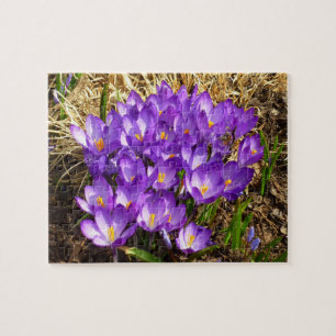 Puzzle Grappe de Crocus pourpres Floral de printemps