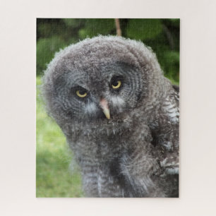 PUZZLE GRAY OWL