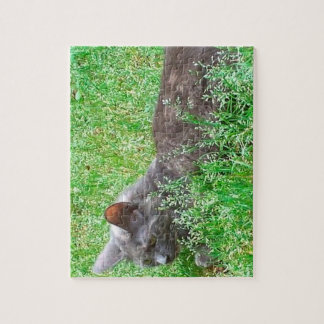 Puzzle Gray Tortie Cat