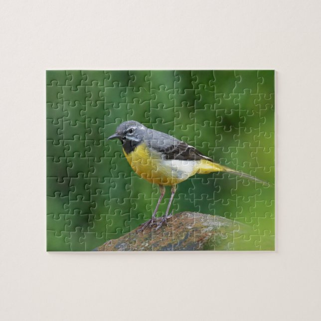 Puzzle Gray Wagtail - oiseau (Horizontal)