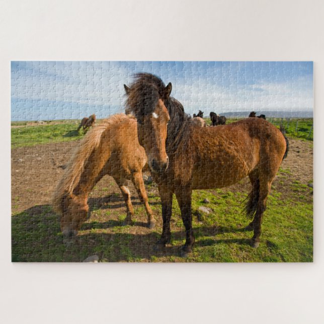 Puzzle Graze des chevaux islandais (Horizontal)