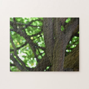 Puzzle Green Wisteria Pergola Tree Nature Photographie