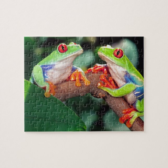 Puzzle Grenouille aux yeux rouges, Agalychinis callidryas (Horizontal)
