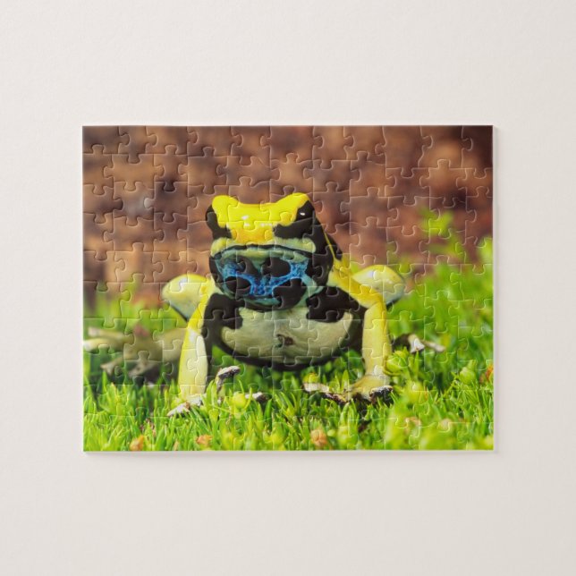 Puzzle Grenouille empoisonnée teinturière, Dendrobates ti (Horizontal)