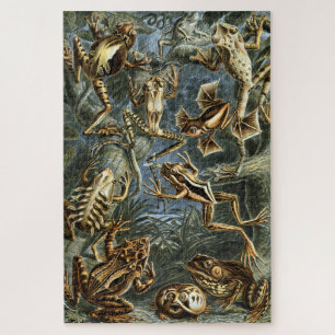 Puzzle Grenouille et crapaud Ernst Haeckel vintage