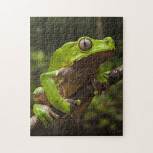 Puzzle grenouille géante à feuilles (Phyllomedusa bicolor