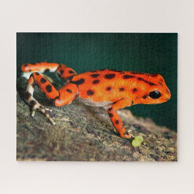 Puzzle Grenouille rouge et noire poison (Horizontal)