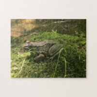Grenouille sur un rocher de Mossy Photo verte et B