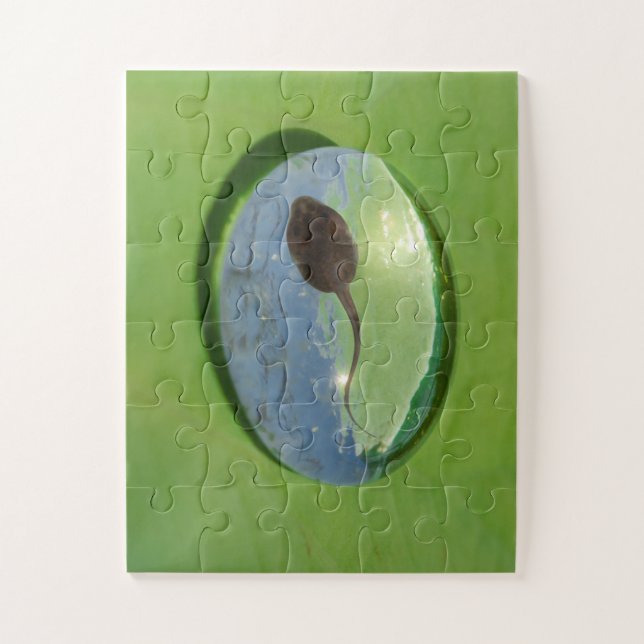 Puzzle Grenouille Tadpole nager dans la goutte d'eau (Vertical)