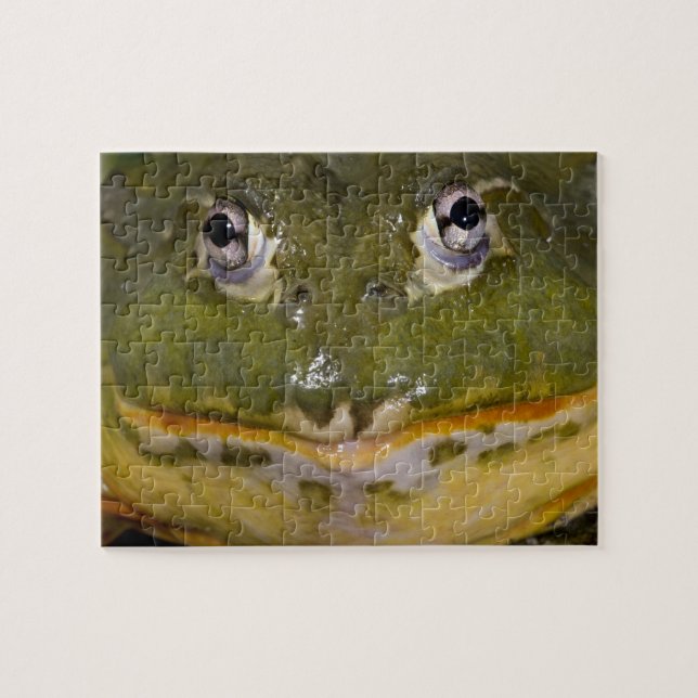 Puzzle Grenouille-taureau africaine, Pyxicephalus (Horizontal)