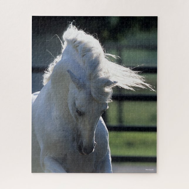 Puzzle Grey Andalucian Bucking Headshot Backlit (Vertical)