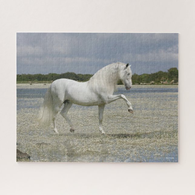 Puzzle Grey Andalucian Stallion Standing In Lake (Horizontal)