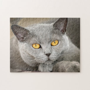 Puzzle Grey Domestic Short hair Cat