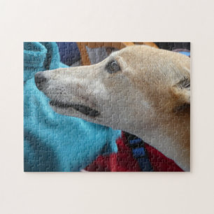 Puzzle Greyhound