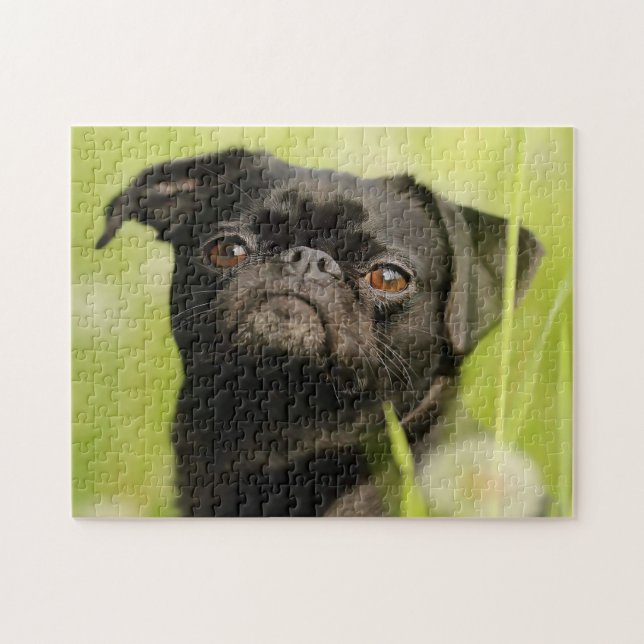 Puzzle Griffon belge. (Horizontal)