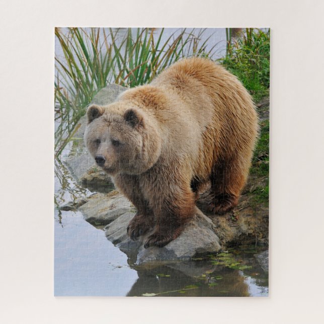Puzzle Grizzly Oear Wildlife Animal Photographie (Vertical)