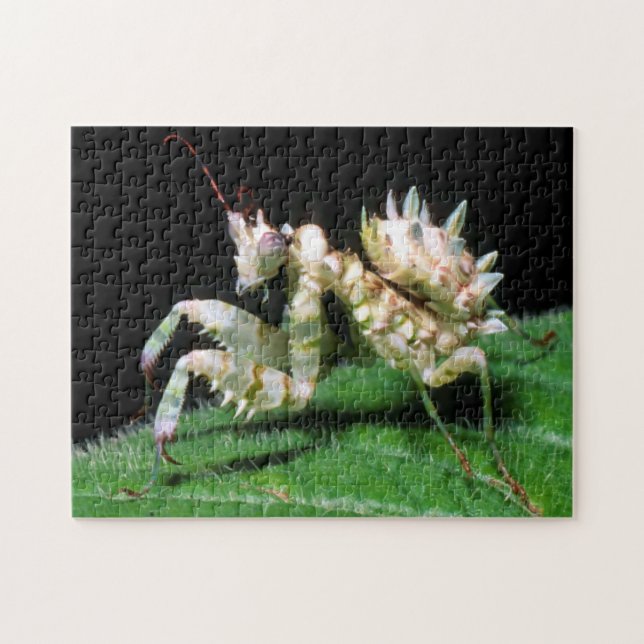 Puzzle Gros plan de la mante Hottentot (Horizontal)