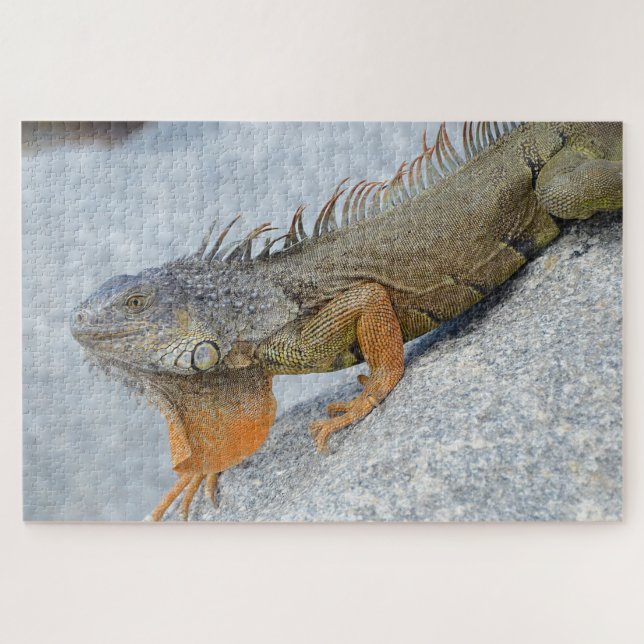 Puzzle Gros plan de l'iguane à Key West Florida (Horizontal)