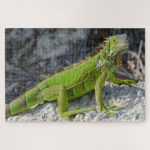 Puzzle Gros plan de l'iguane à Key West Florida