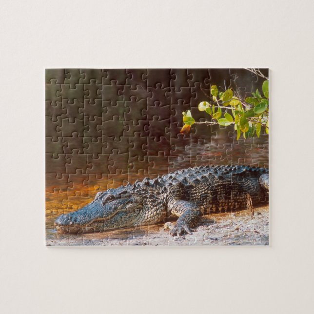 Puzzle Gros plan d'un alligator américain au J.N. (Horizontal)