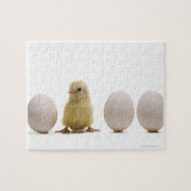 Puzzle Gros plan d'un bébé poussin avec trois oeufs (Horizontal)