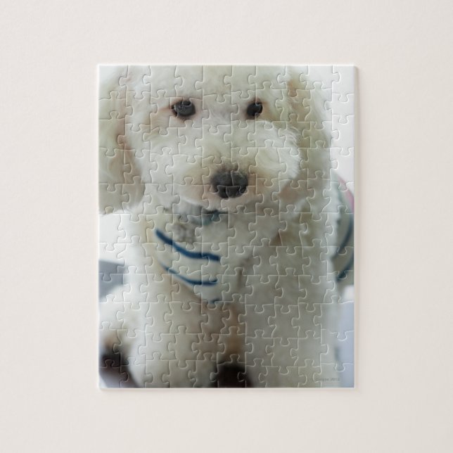 Puzzle Gros plan d'un caniche miniature (Vertical)
