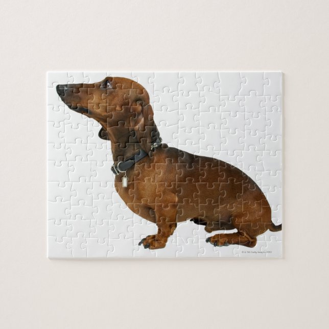Puzzle Gros plan d'un dachshund (Horizontal)