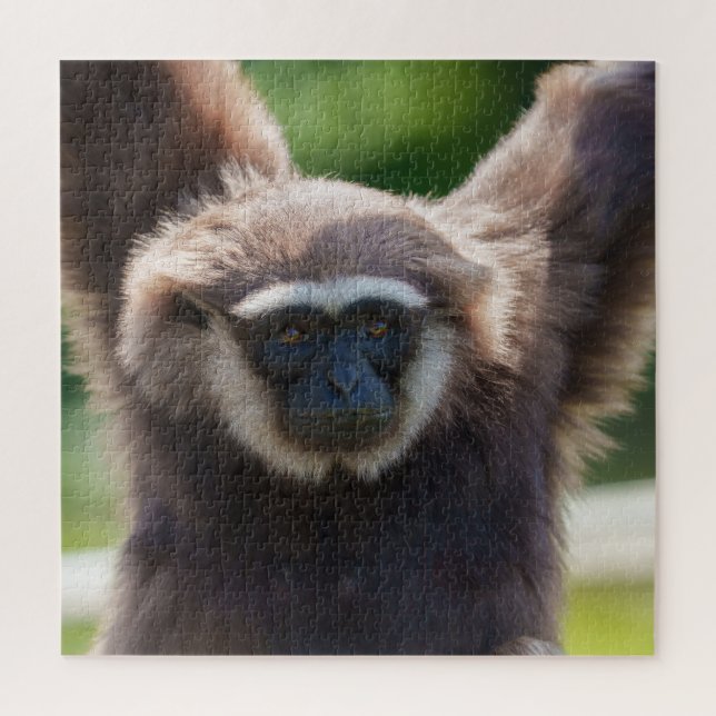 Puzzle Gros plan d'une Gibbon pendante (Vertical)